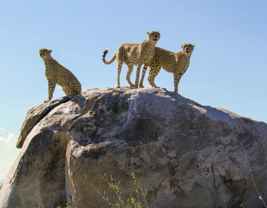 Park 2 afrika wildlife(1)