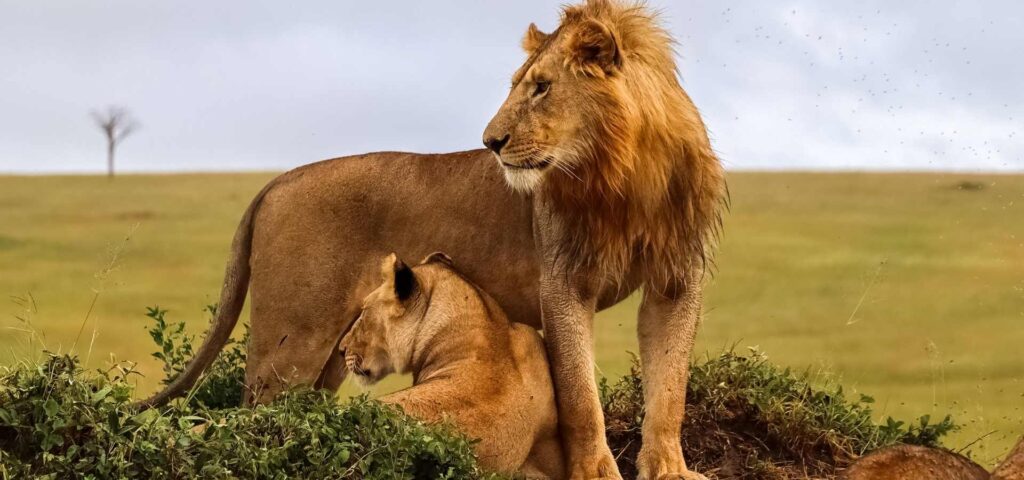 6 Days Serengeti, Ngorongoro & Tarangire Big Five Safari