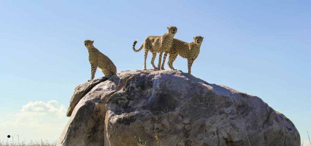 10 Days Serengeti, Ngorongoro & Zanzibar Escape