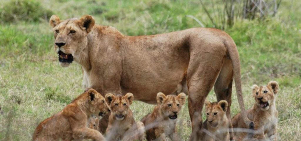 10 Days Ultimate Southern Tanzania Safari