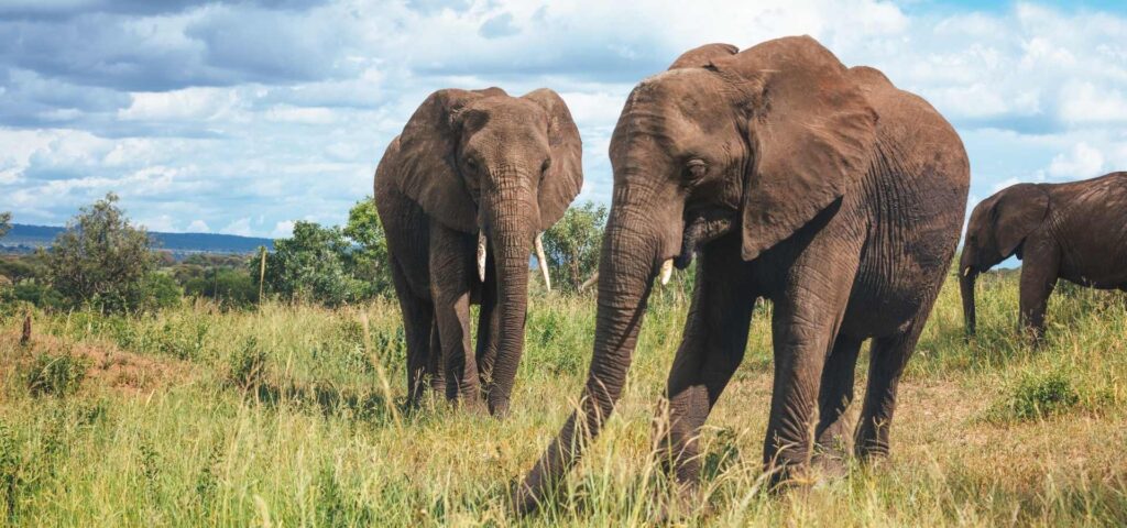 8 Days Ultimate Tanzania Big Five Safari