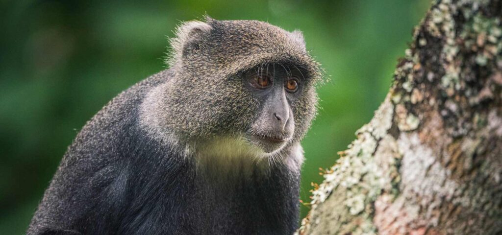 Arusha National Park Day Trip