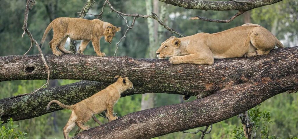 Lake Manyara National Park Day Trip
