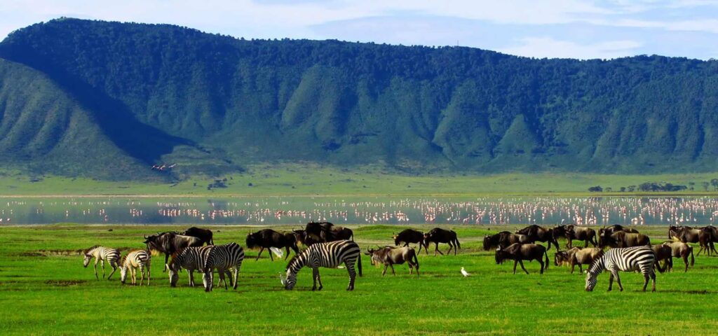 Ngorongoro Crater Day Trip