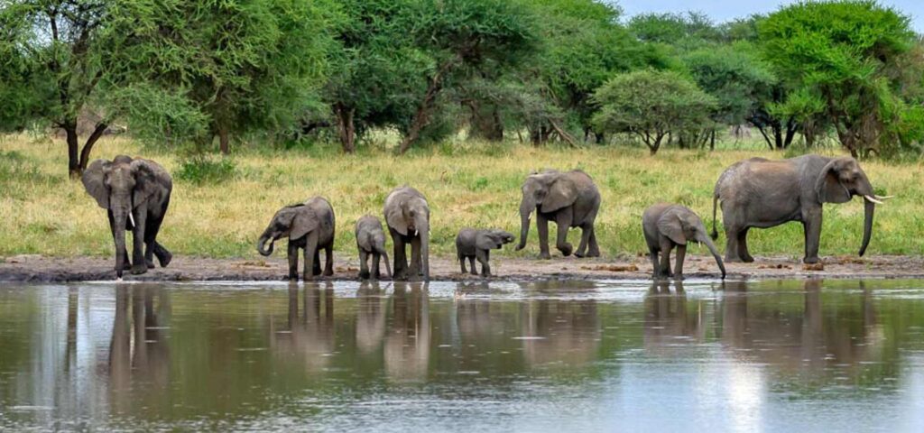 Tarangire National Park Day Trip