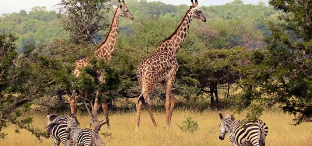 7 Days Nyerere & Mikumi Wildlife Safari