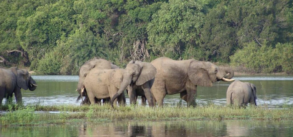 4 Days Nyerere National Park Safari