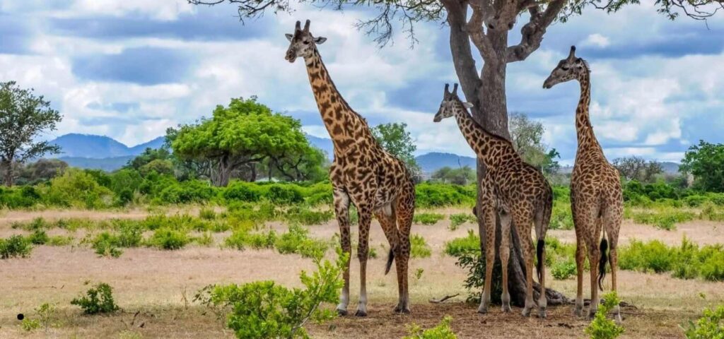 3 Days Mikumi National Park Safari