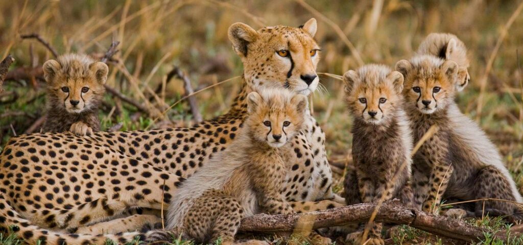 7 Days Serengeti & Ngorongoro Family Safari