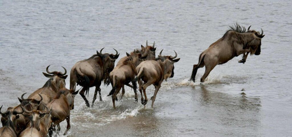 8 Days Serengeti Mara River Crossing Safari